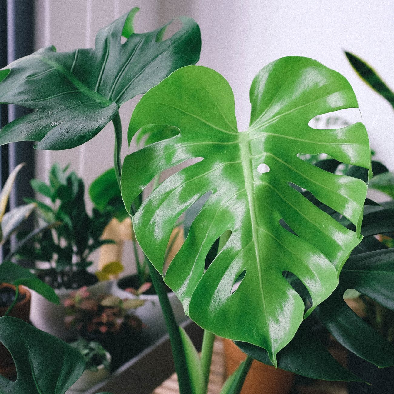 Monstera deliciosa kerámia cserépben