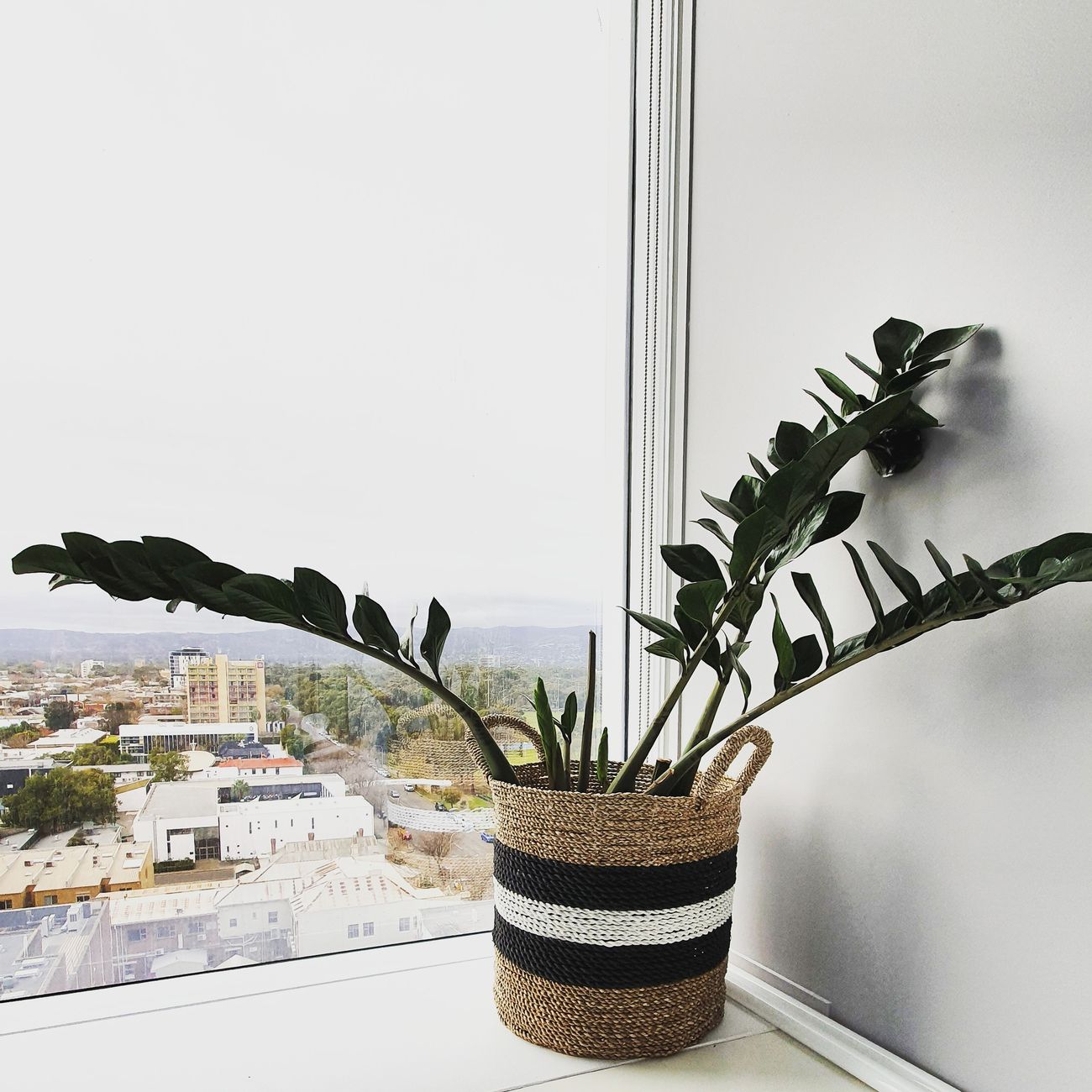 Zamioculcas szobanövény cserépben