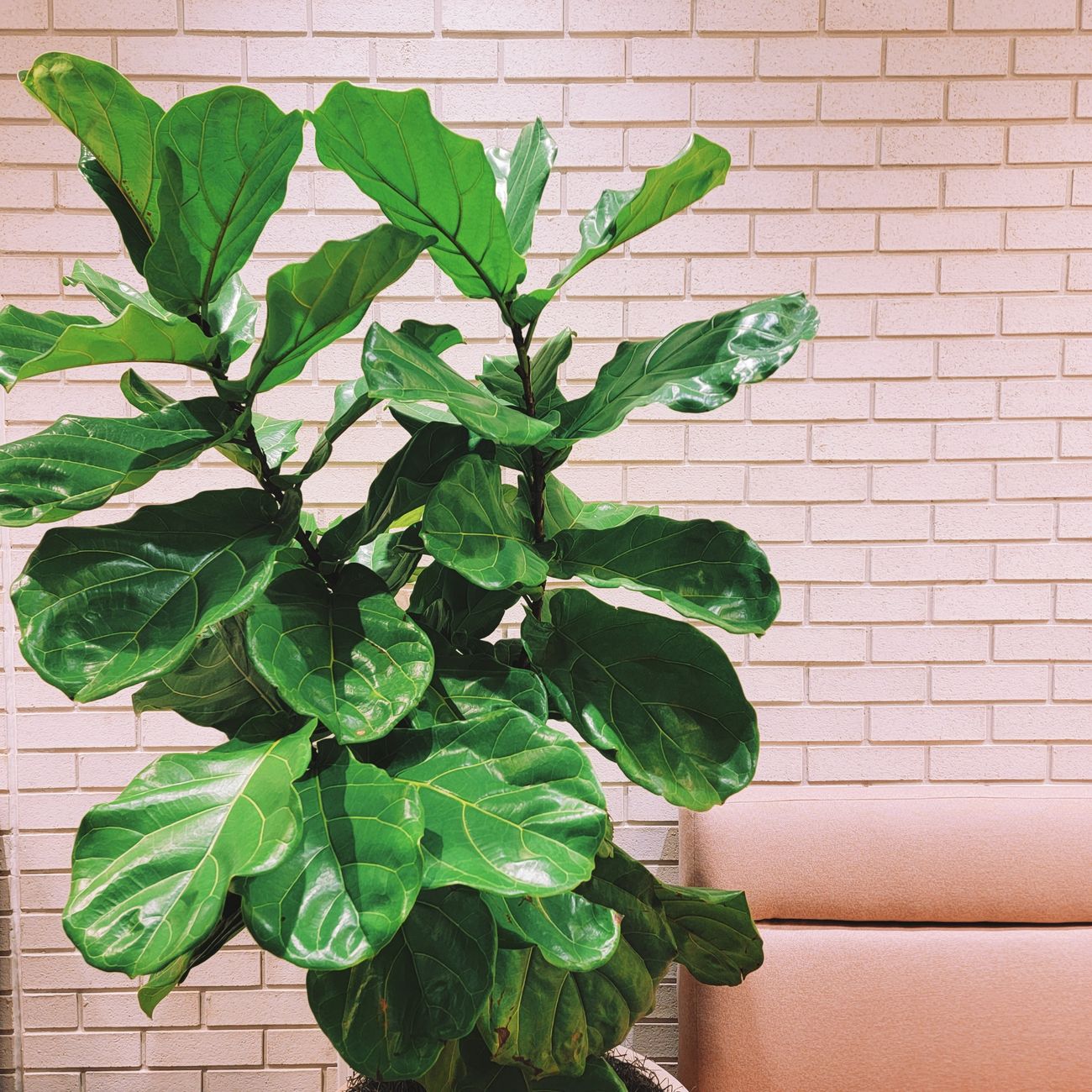 Ficus lyrata hegedűlevelű fikusz