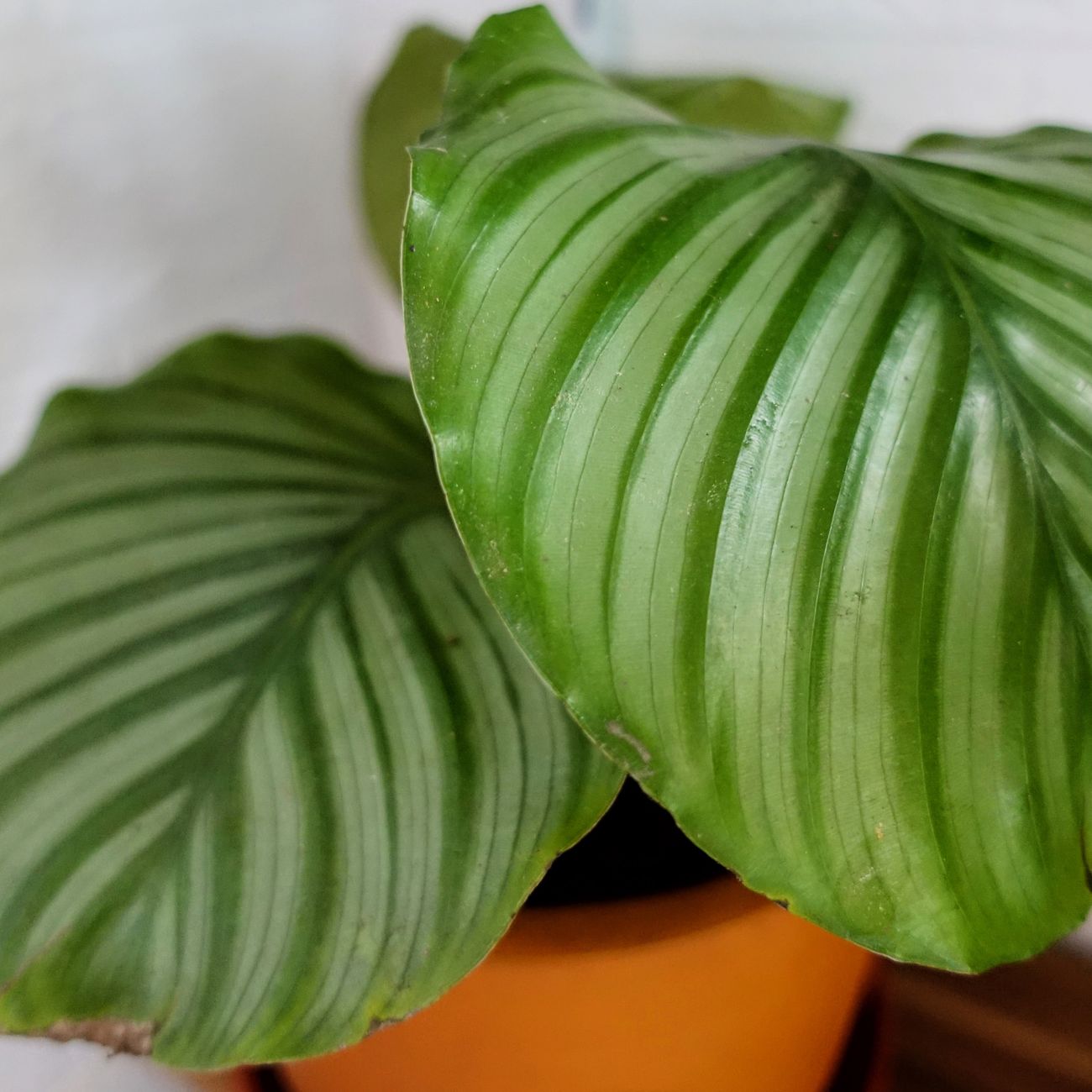 Calathea orbifolia csíkos levelei